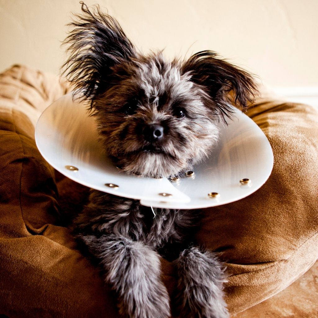 Grey yorkiepoo sitting on a beige couch while wearing a cone/elizabethan collar. spay your dog or cat