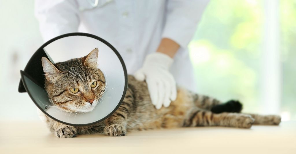Short-haired cat wearing a cone and laying on an examination table in a vet's office. Why you should spay your dog or cat