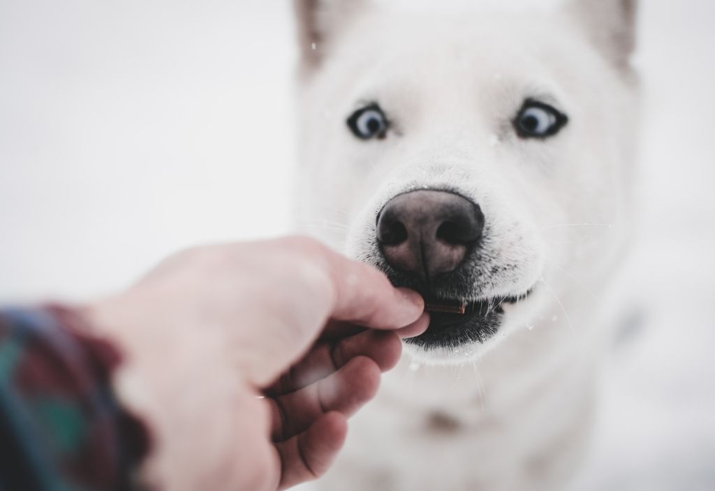 A hand feeding a treat to a close-up shot of a white husky-type dog