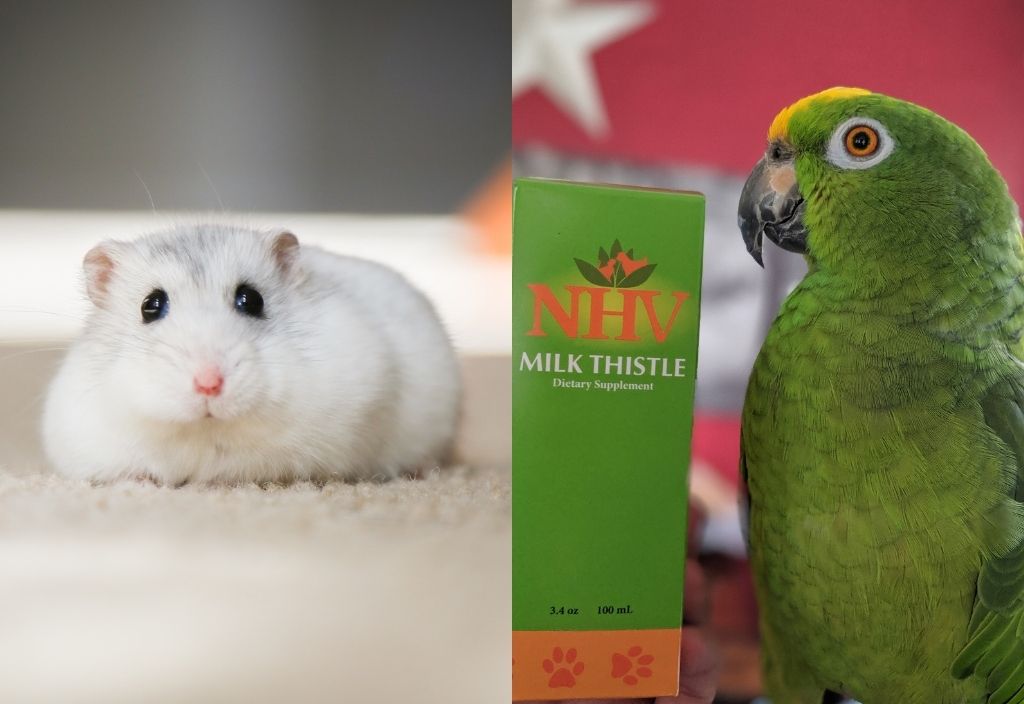 Split screen of a white hamster close up to the left and close up profile of george the bird with NHV milk thistle box