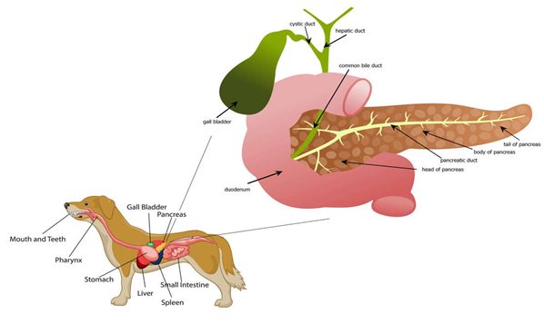 Anatomy of a dog that has pancreatitis