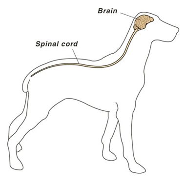 Brain and spinal cord in dogs with seizures