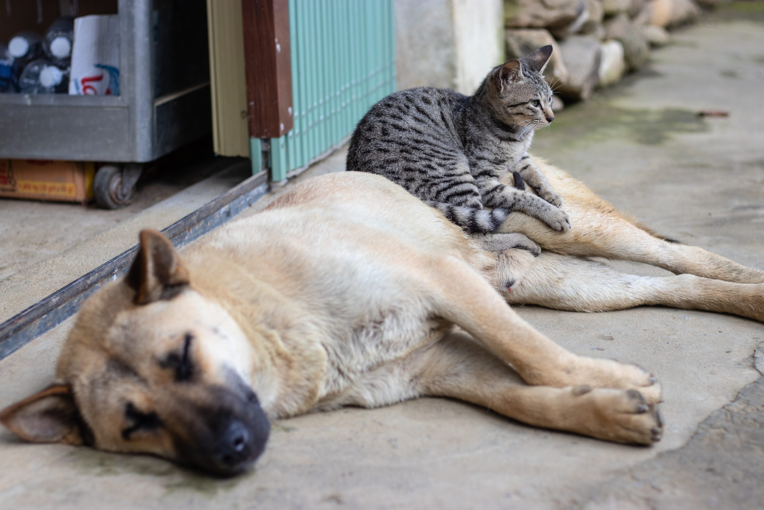 kat en hond met pancreatitis