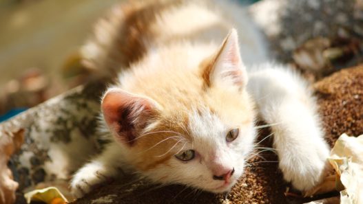 cat with feline leukemia virus (felv)