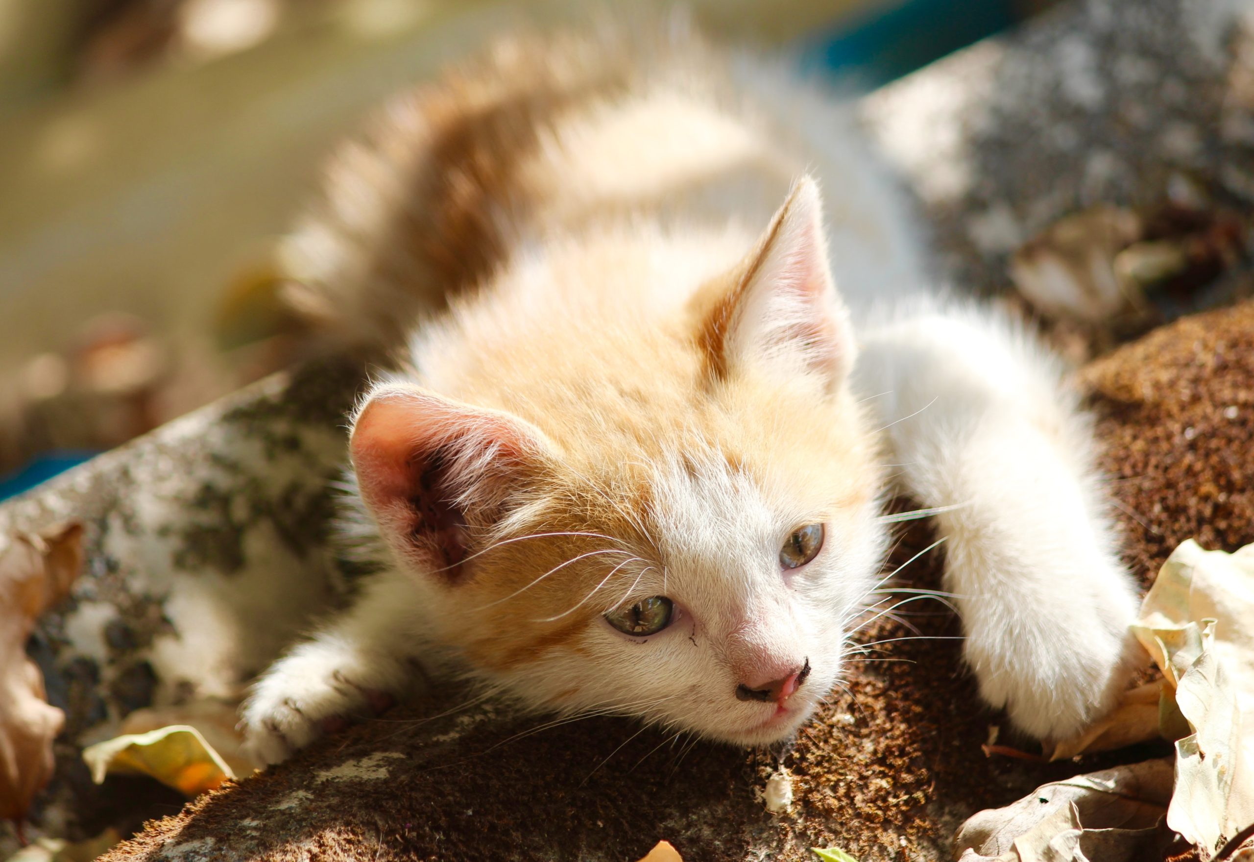 katze mit Katzenleukämievirus (Felv)