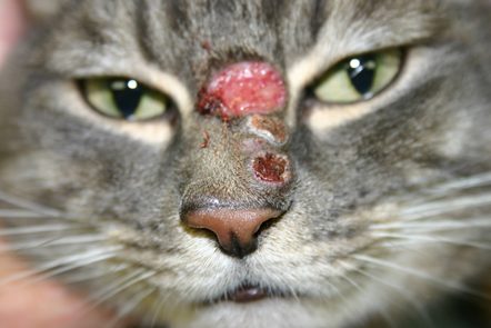 cat with feline immunodeficiency virus (fiv)