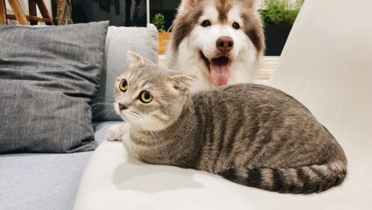 dog and cat with kidney disease
