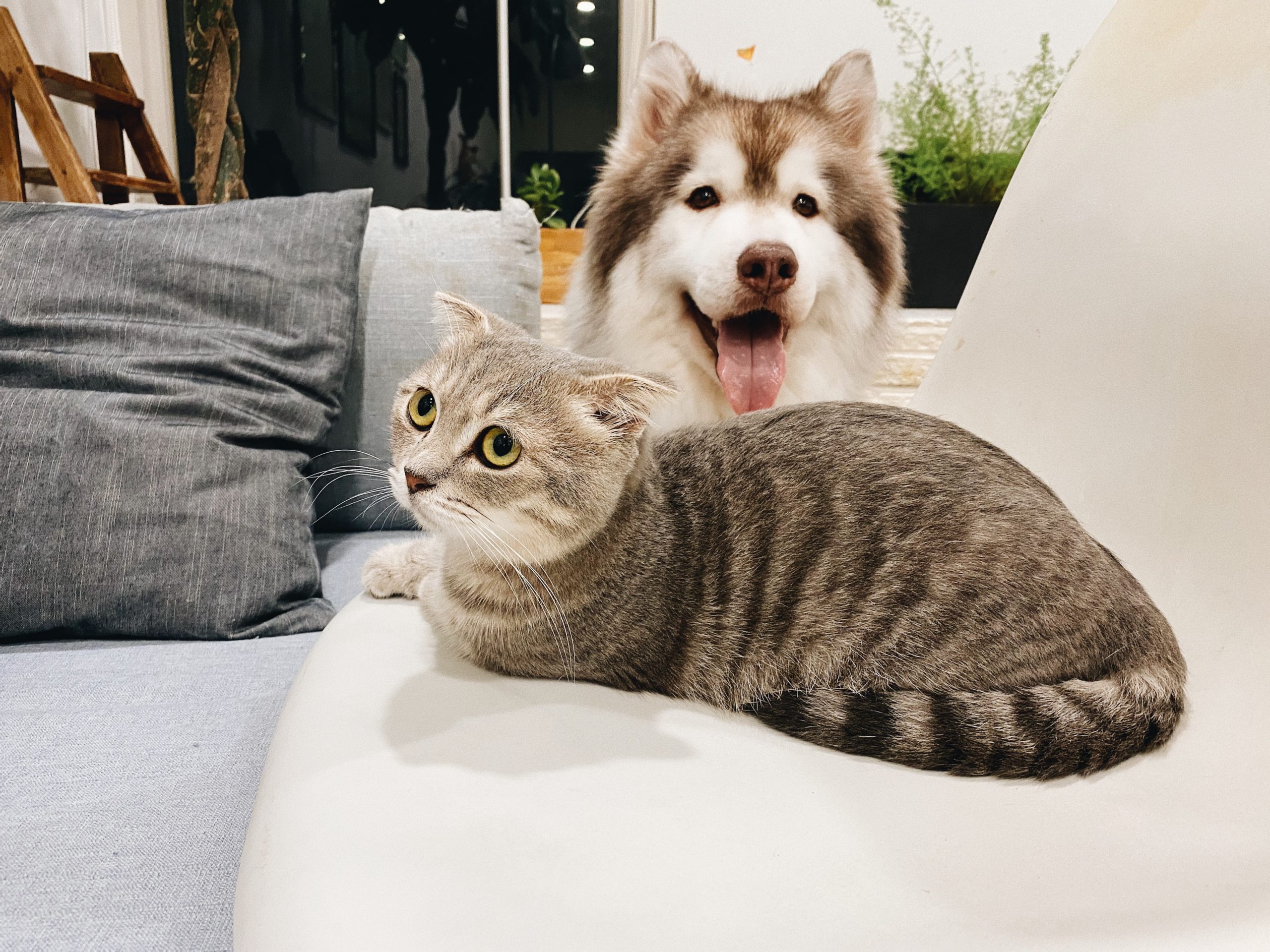 dog and cat with kidney disease