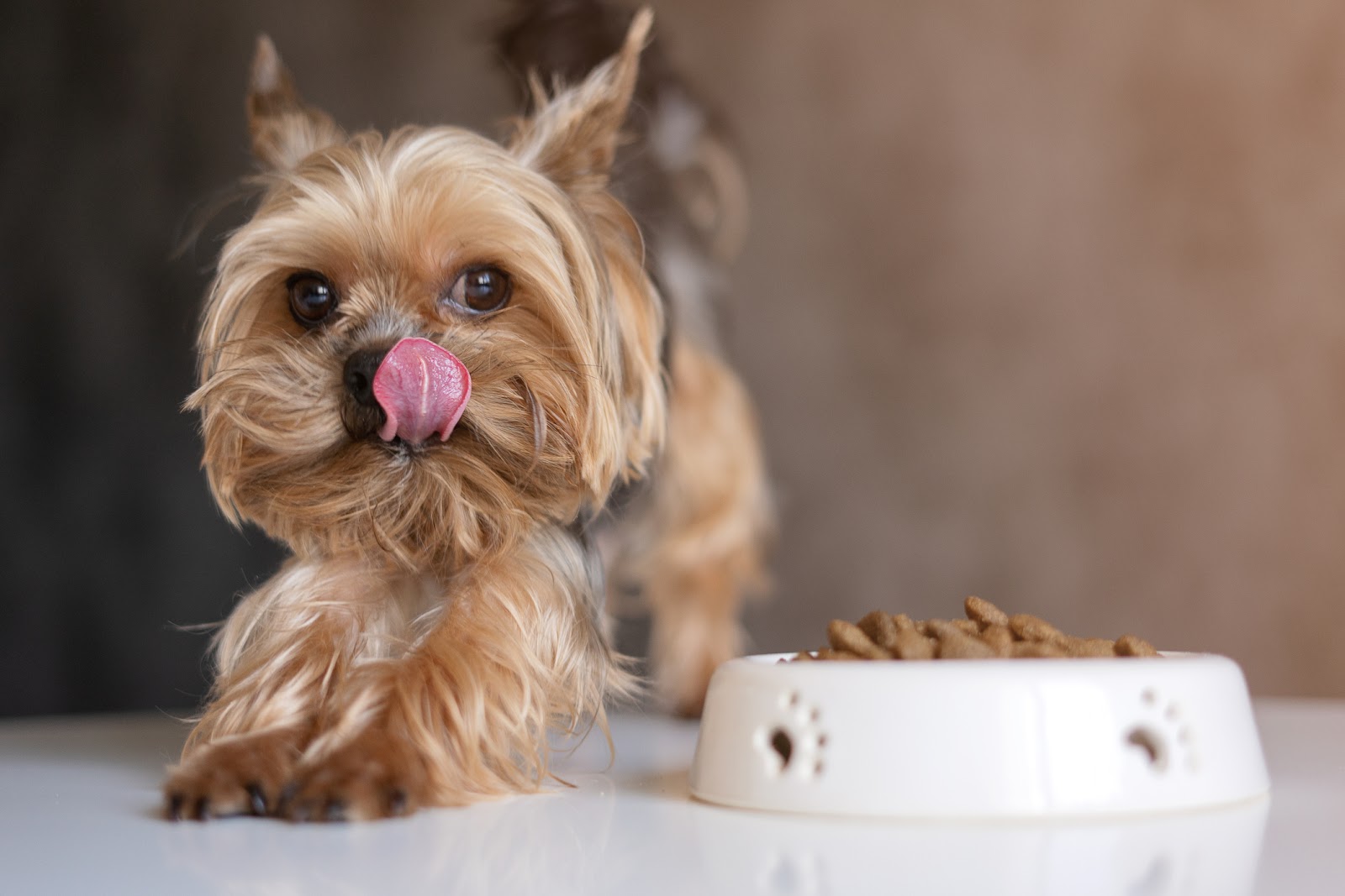 Dog Yorkshire Terrier with a bowl of food, eating food