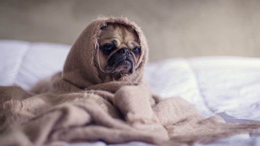 dog with otitis in blanket