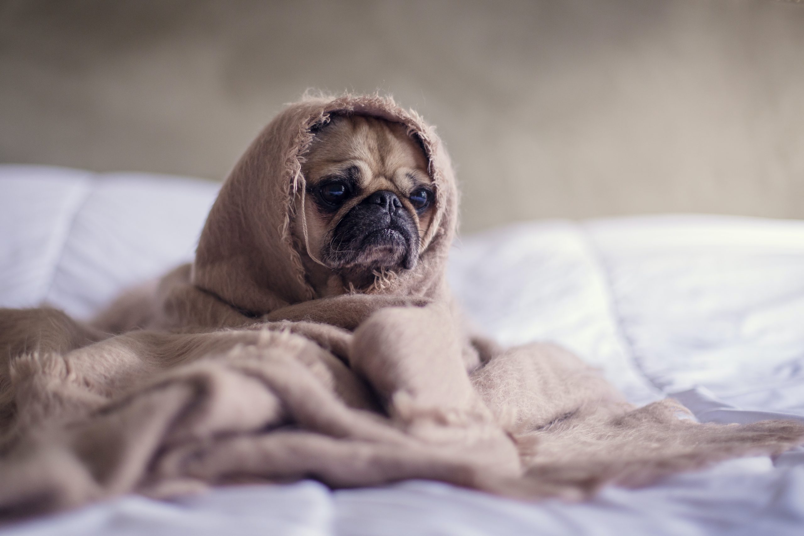 dog with otitis in blanket