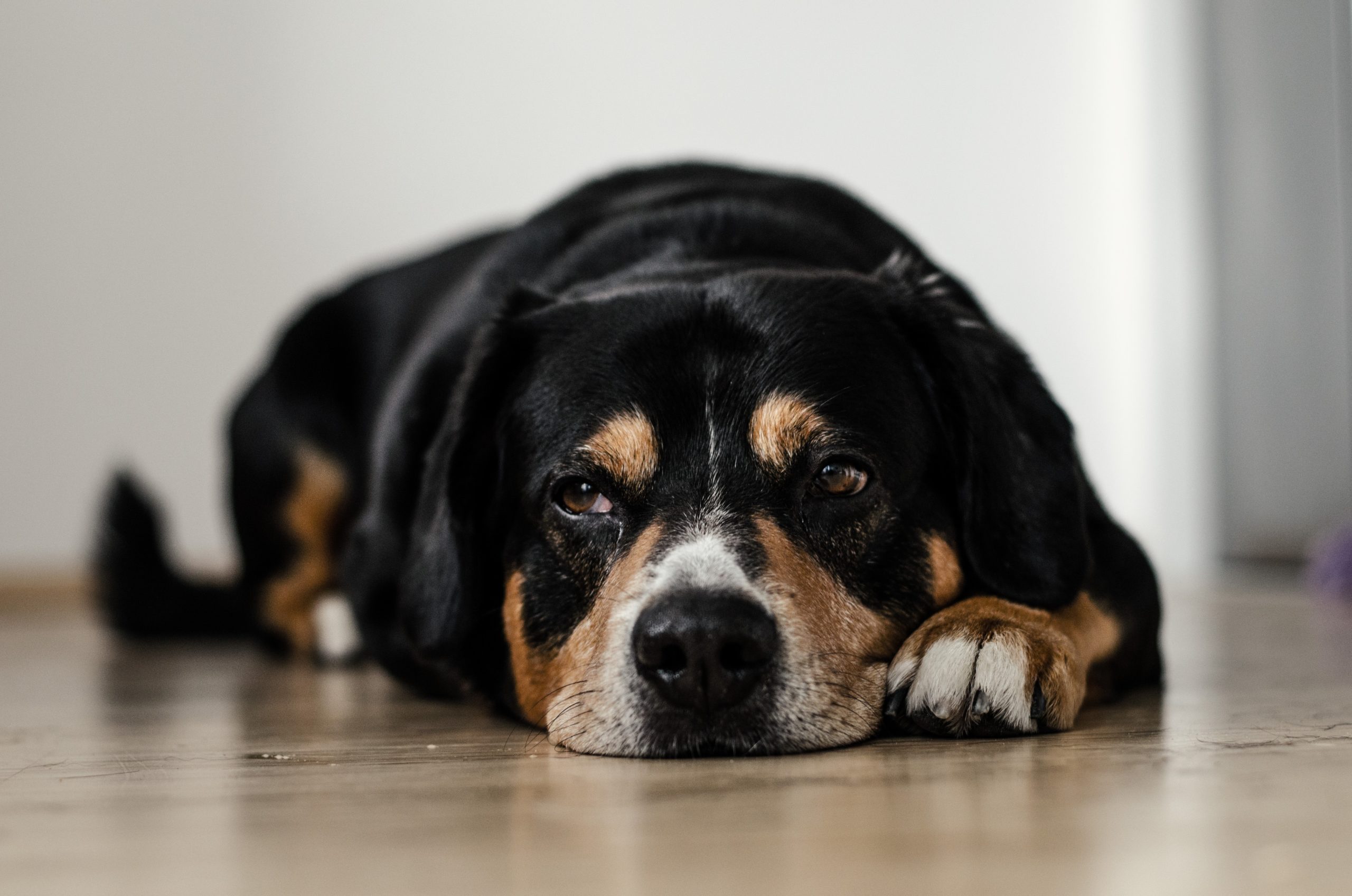 Remede Naturel pour Épilepsie chez le Chien et Chat