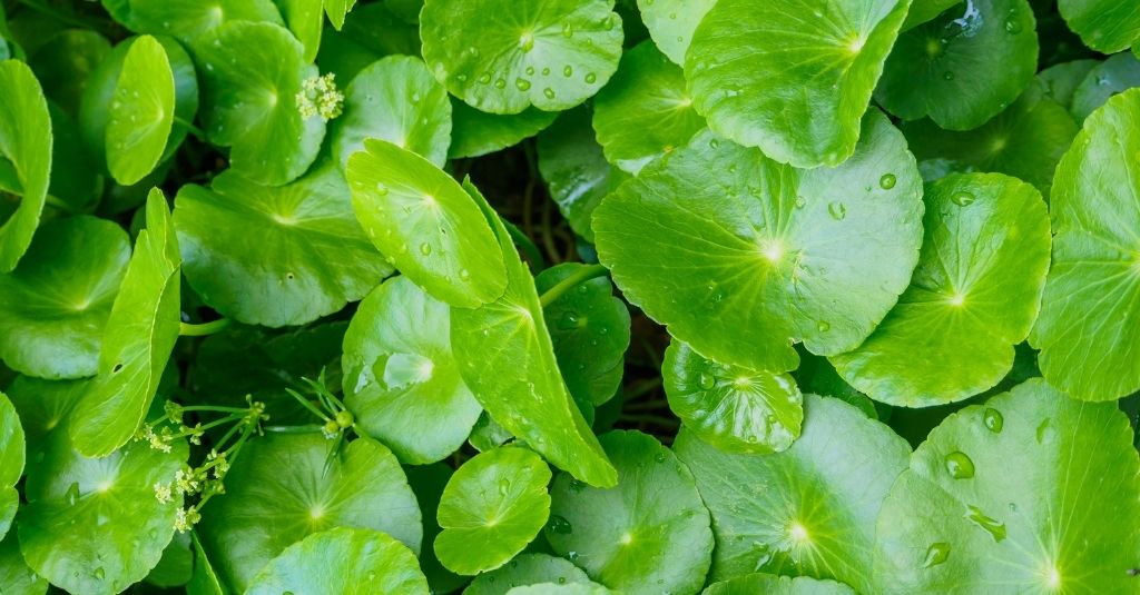 Close up of Gotu kola herb leaves with dew drops on them. Is Gotu kola safe for pets?