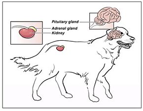 Pituitary and adrenals glands in dogs