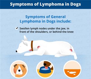 Basic symptoms of lymphoma in dogs