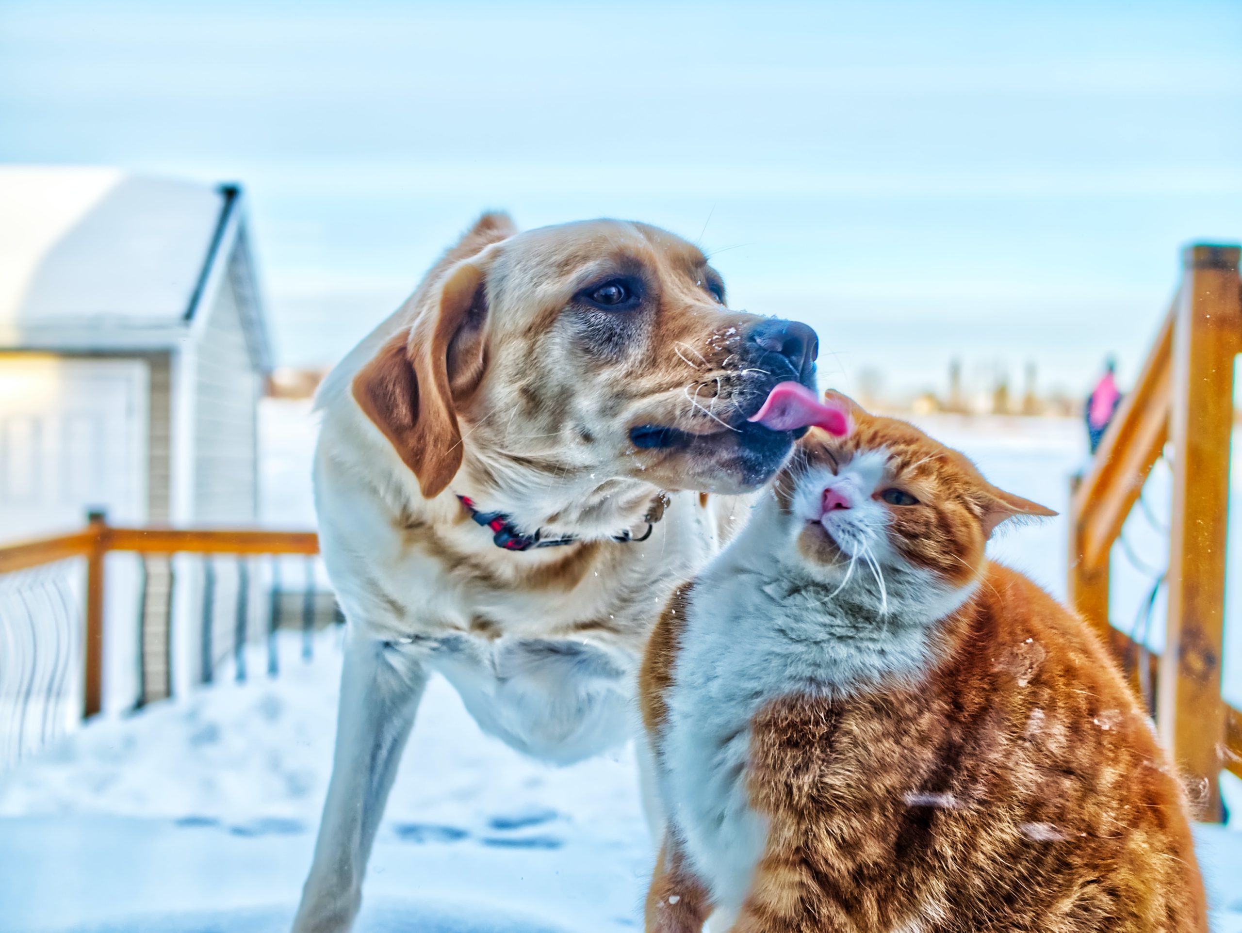 dog licking cat with lymphoma