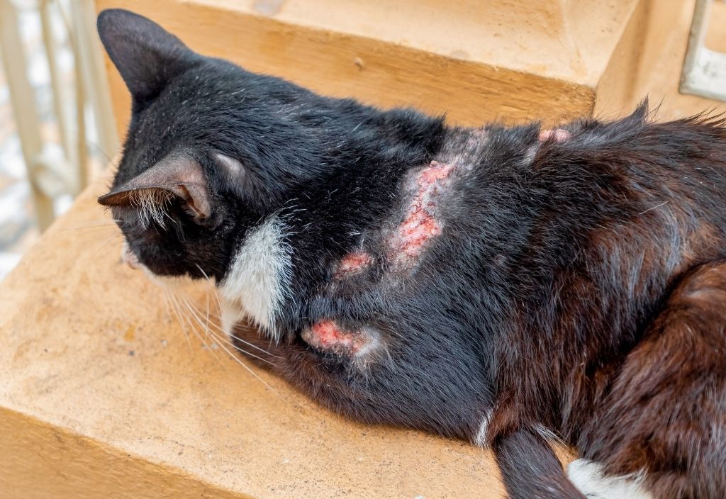 Cat with raw bald spots from a yeast infection. 