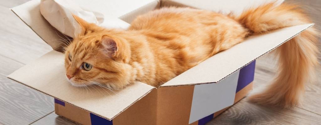 Kitten in the box