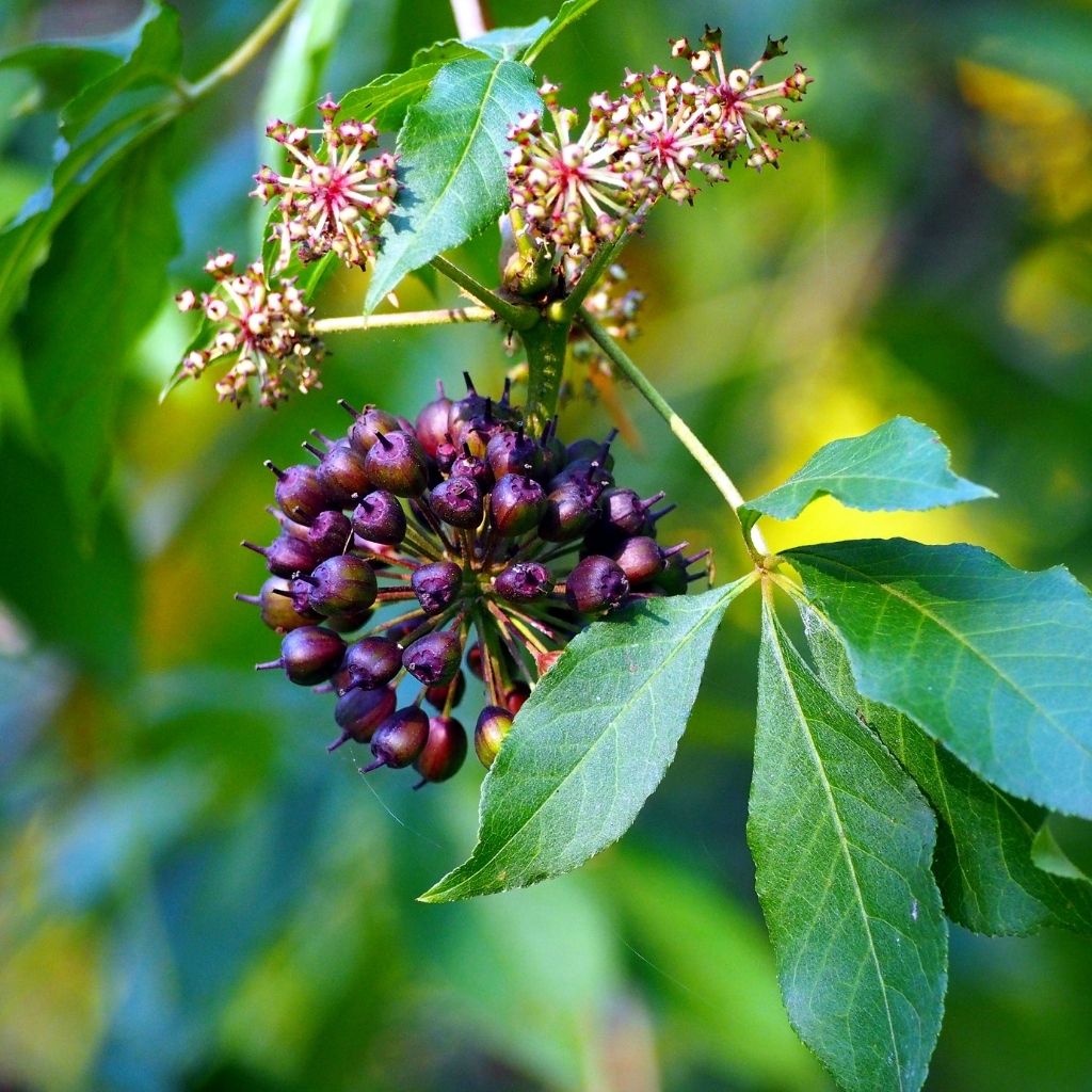 Siberian ginseng branch with dark berries and purple flowers. 