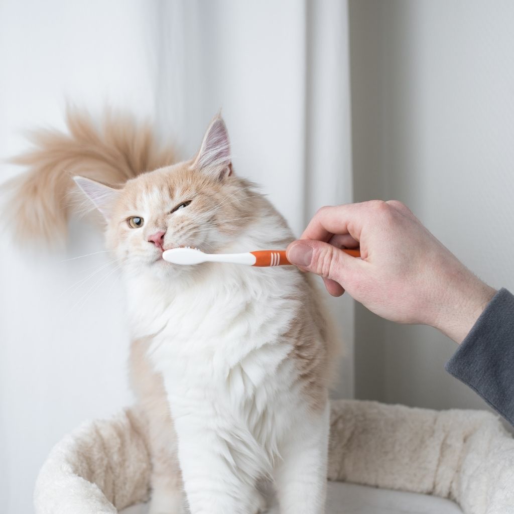 Cat getting their teeth brushed to prevent plaque and tartar.
