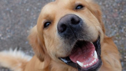 Golden retriever dog smiling with his teeth showing