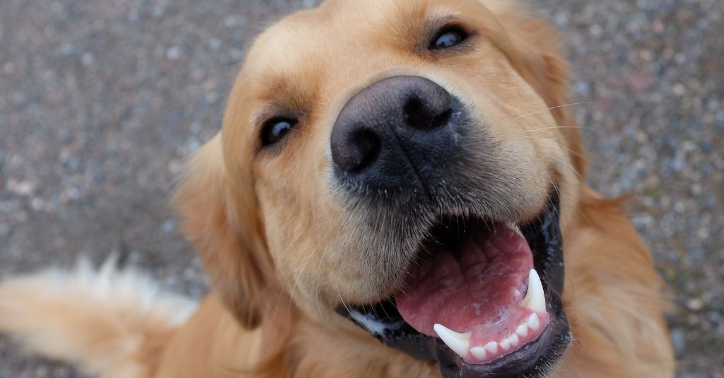 Golden retriever dog smiling with his teeth showing