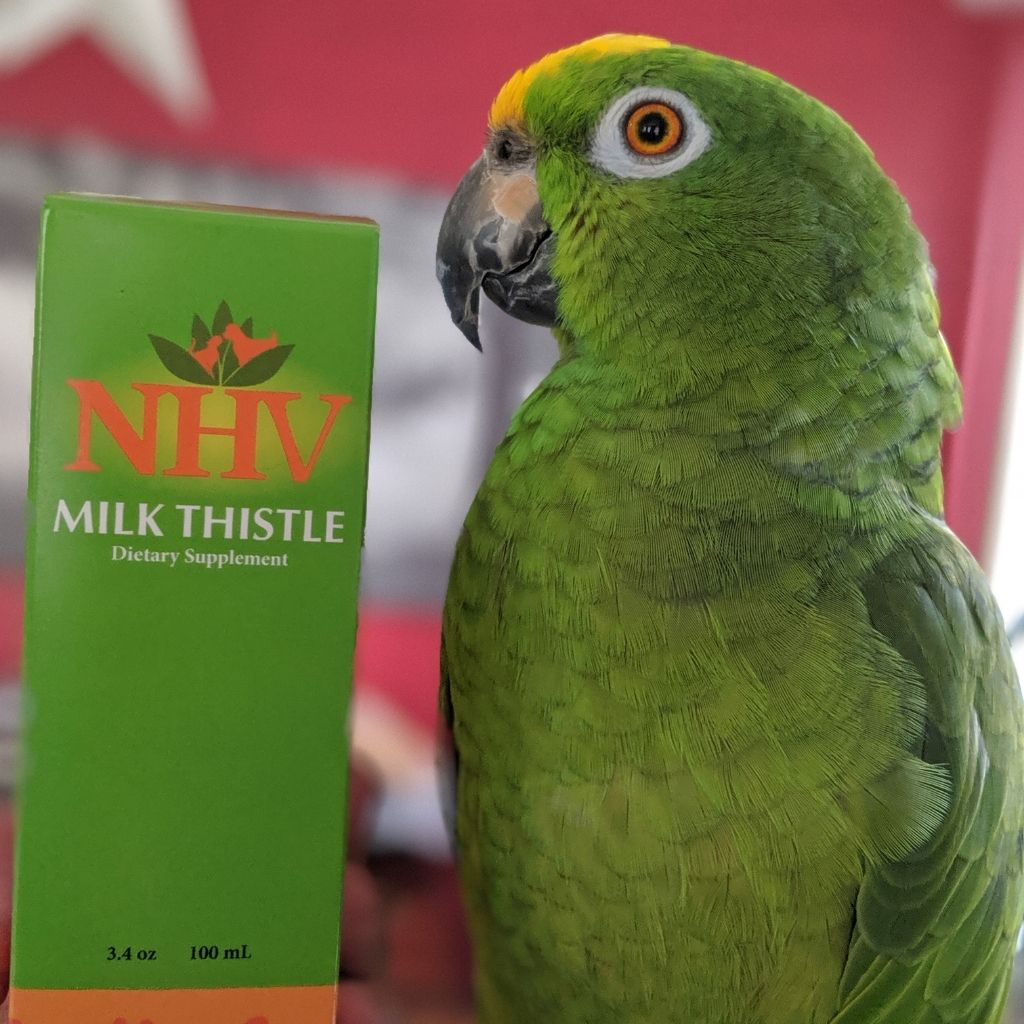 A green Amazon parrot sitting next to a box of NHV Milk Thistle for natural support for liver issues in birds.