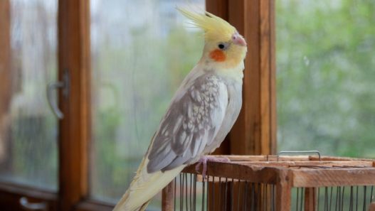 Pet cockatiel sitting on top of a cage in a home.