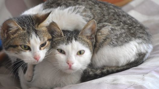 Two cats snuggling together on a bed. How to help your cats get along.