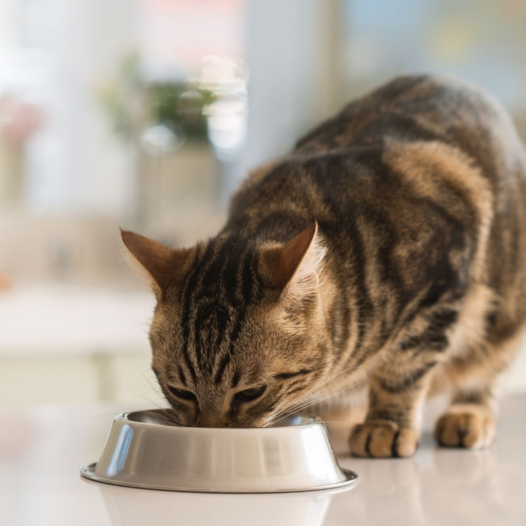 Shorthair cat eating out of a steel bowl. Heart-friendly diet for pets with congestive heart failure