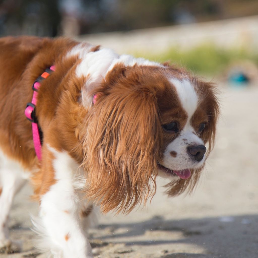 Cavalier King Charles Spaniel dog walking outside panting while wearing a pink harness. Take your pet with congestive heart failure on shorter walks to avoid strain.