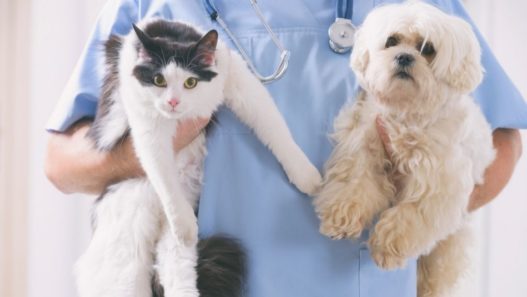 Veterinarian holding a black and white shorthair cat and a white Maltese dog.
