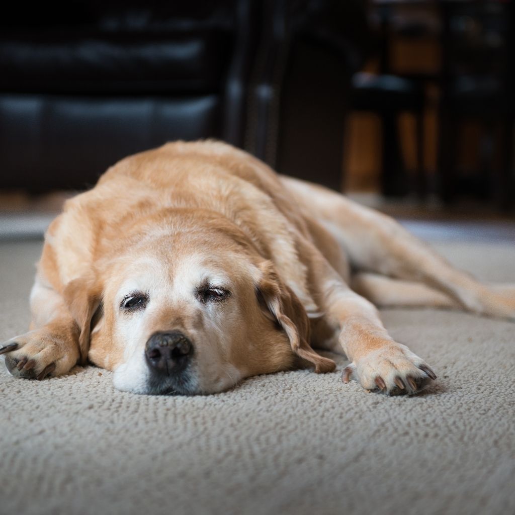 Yellow lab dog laying on a beige carpet. Canine leukemia and feline leukemia.