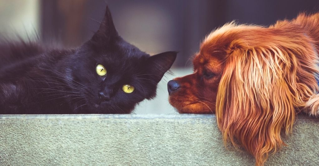 Black cat and a rusty-colored spaniel laying on a light green couch