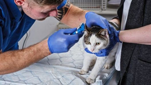 Cat being examined by a veterinarian on an examination table.