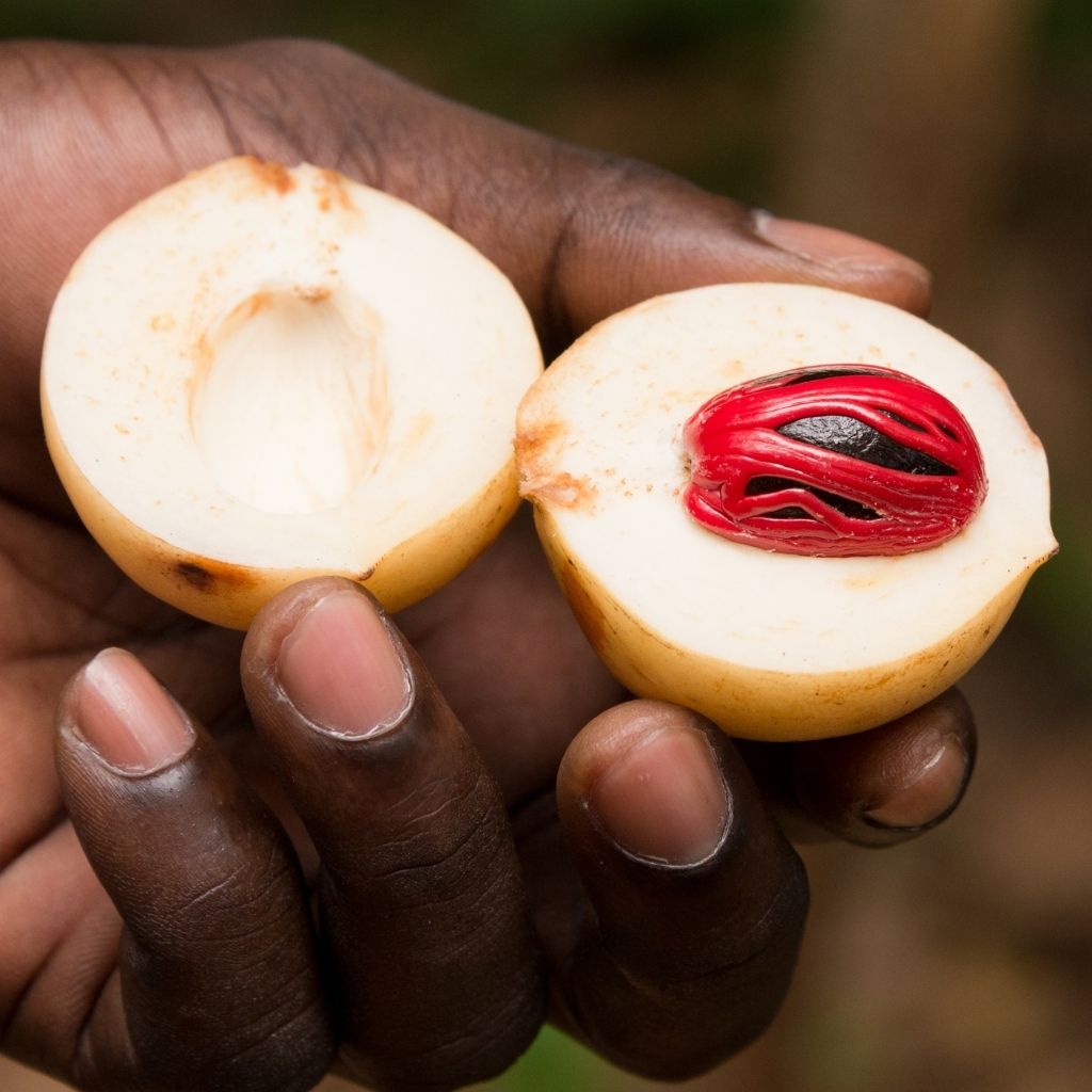 Nutmeg fruit sliced in half to show the aril (mace) and the seed (nutmeg). 