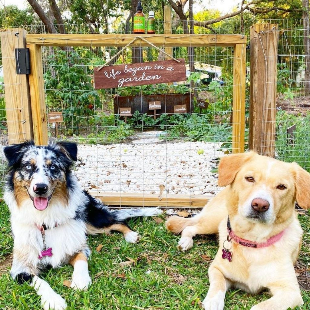 Periwinkle and Tinker Belle laying down outside of Shae's garden with their natural solution to ear infections, Stimmune and Echo Gold up on the fence post. 