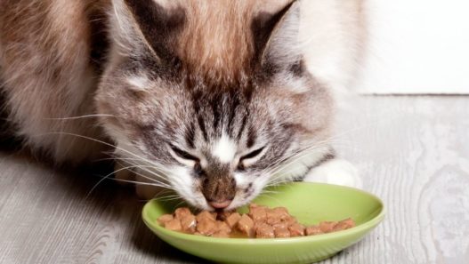 Long-haired cat eating out of a shallow, green ceramic dish on the floor. Diet for cats with hyperthyroidism.