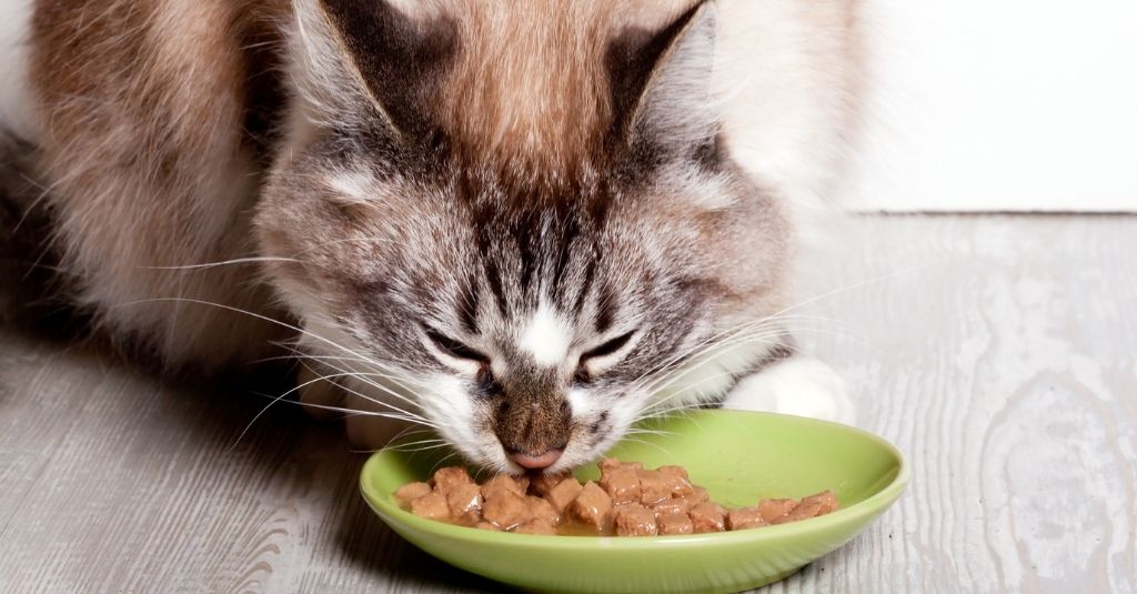 Long-haired cat eating out of a shallow, green ceramic dish on the floor. Diet for cats with hyperthyroidism.