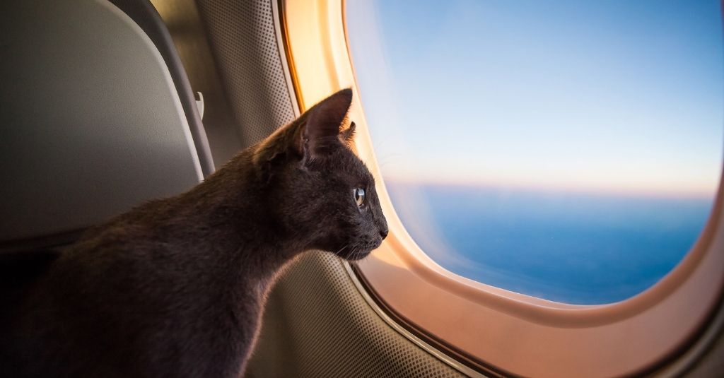 Shorthair cat looking out the window of an airplane