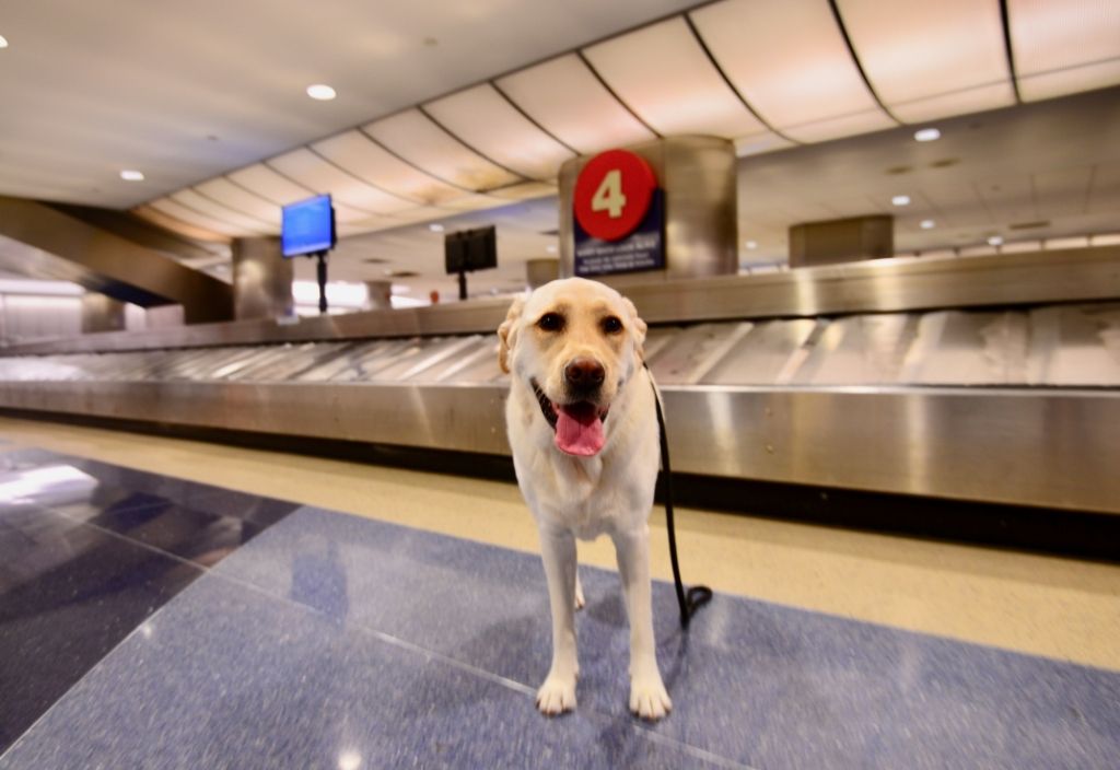Labrador dog wearing a leash standing in an airport in front of a baggage carousel. 