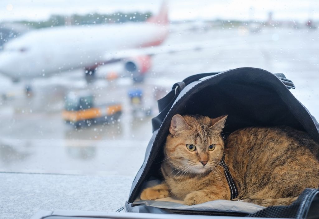 Shorthair cat laying down inside of a pet carrier bag in front of a window with an airplane in the background. How to fly with pets. 