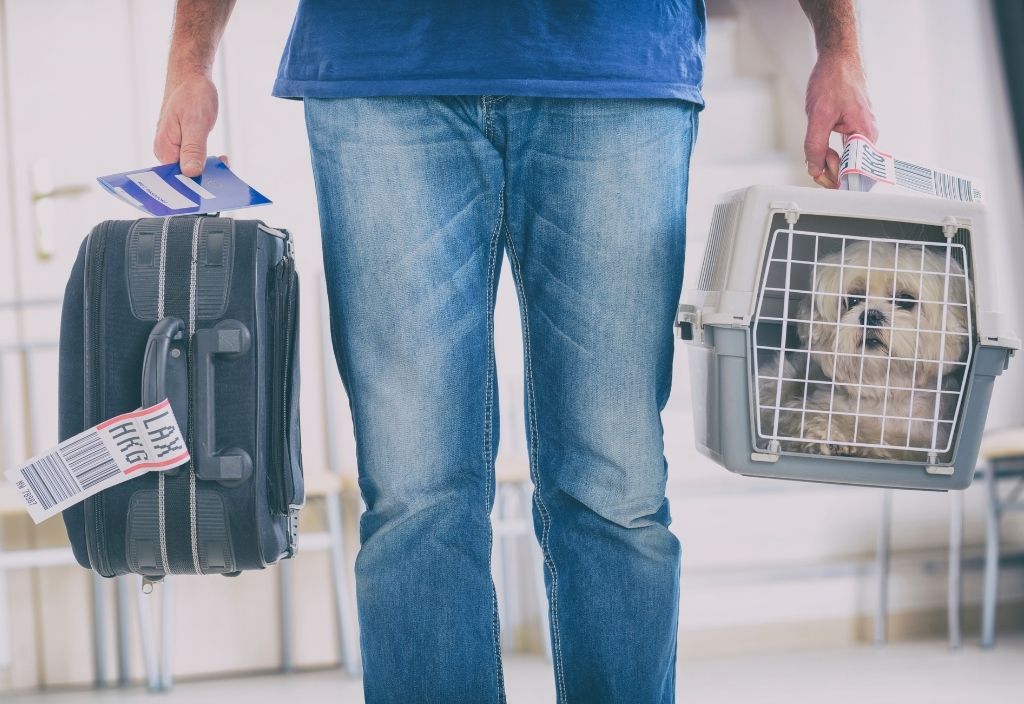 Man carrying a white Maltese dog inside of a plastic pet carrier and a black suitcase through an airport. How to fly with pets.