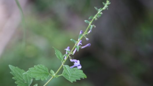 Lobelia inflata plant with small, light purple flowers beginning to bud. How to safely use the health benefits of lobelia for pets