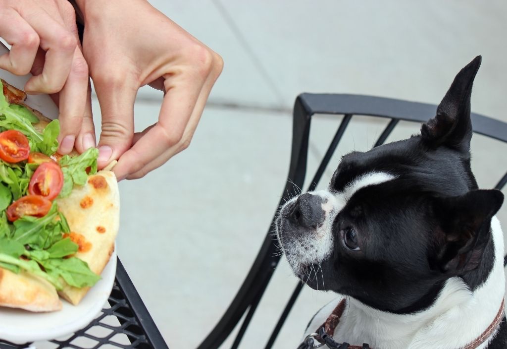 Dog sitting on a chair at an outdoor patio table. A hand picks off a piece of the food to give to the dog. 