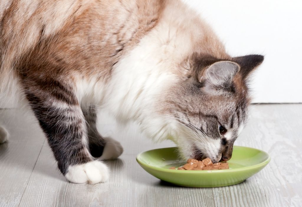 Cat eating wet food from a green ceramic plate. 