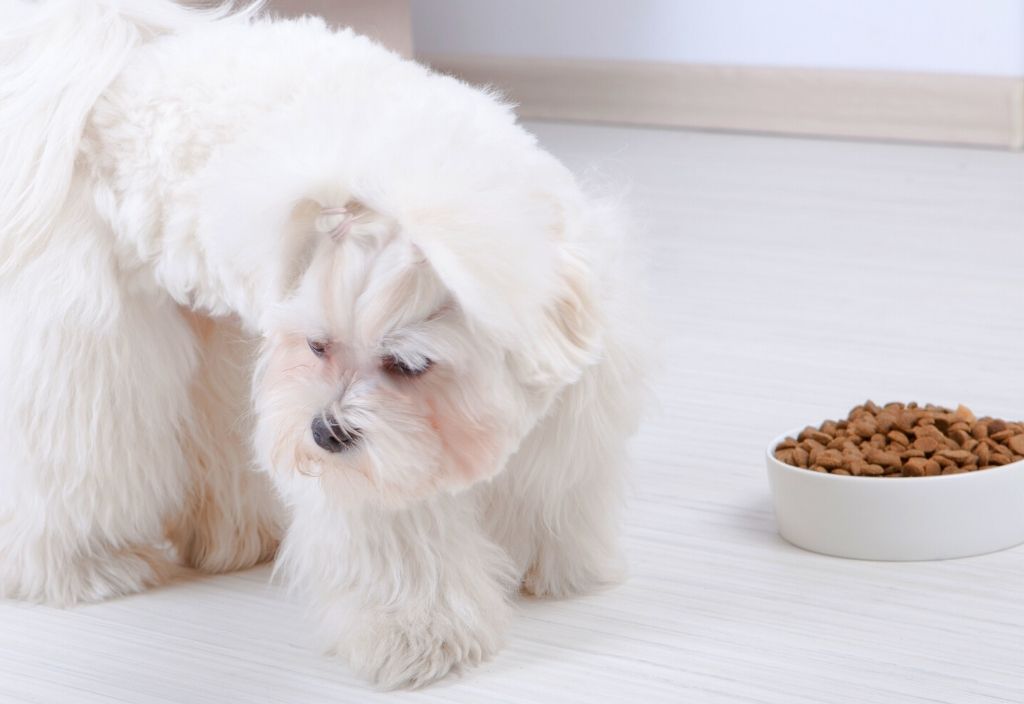 White Maltese dog walking away from a full bowl of dog kibble. What you should do if your dog is a picky eater.