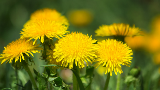The health benefits of Dandelion are astounding! This little plant can help with inflammation, detoxification, and even digestion!