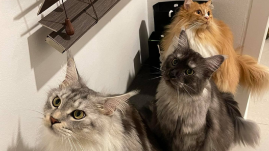 When Kay's four adorable kitties were suddenly diagnosed with FCoV, she knew just what to do. We're so happy to have been able to support them when they needed it!