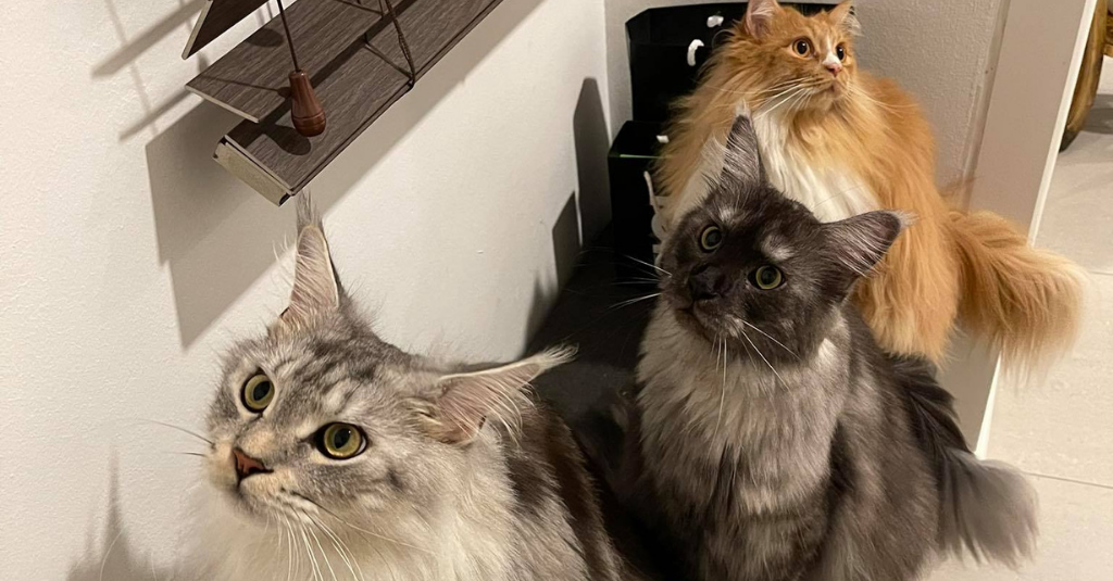 When Kay's four adorable kitties were suddenly diagnosed with FCoV, she knew just what to do. We're so happy to have been able to support them when they needed it!